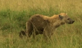 鬣狗 花絮,野性花絮中的生存传奇