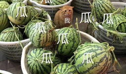 青柠娱乐吃瓜,揭秘娱乐圈最新“吃瓜”事件