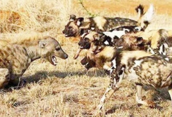 鬣狗 花絮,野性花絮中的生存传奇