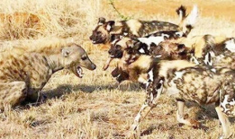 鬣狗 花絮,野性花絮中的生存传奇