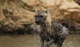 鬣狗 花絮,野性花絮中的生存传奇