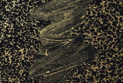 理性与感性的图片,探寻内心世界的平衡之道